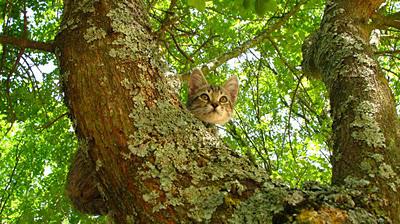 Modestine découvre les arbres, tome 1