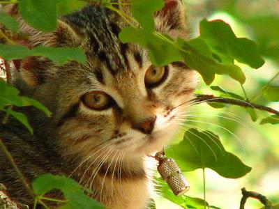 Modestine découvre les arbres, tome 1