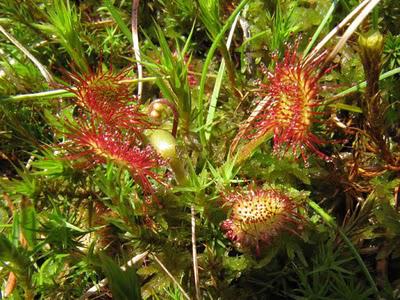 Dans les tourbières