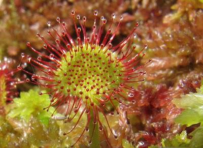 Dans les tourbières