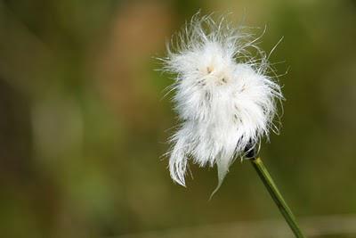 Dans les tourbières