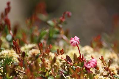 Dans les tourbières
