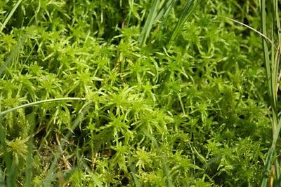 Dans les tourbières