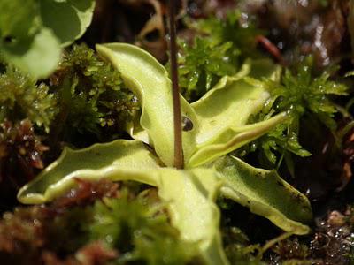 Dans les tourbières