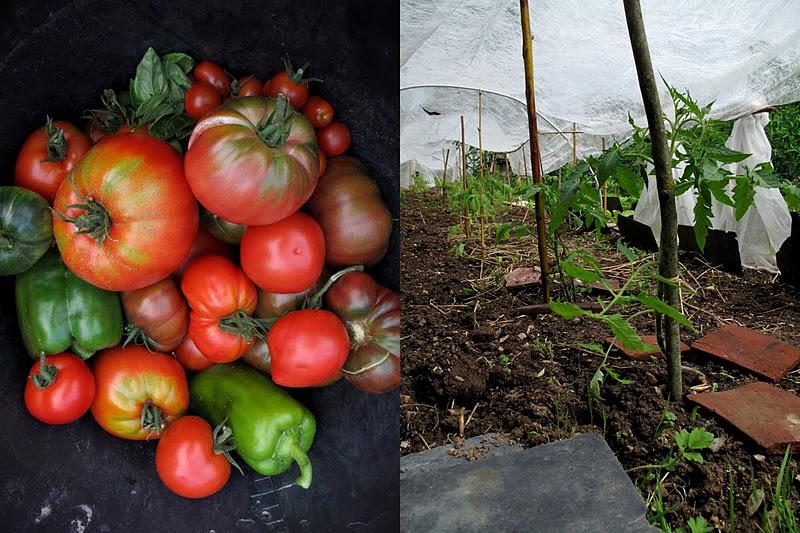 Plantations de tomates
