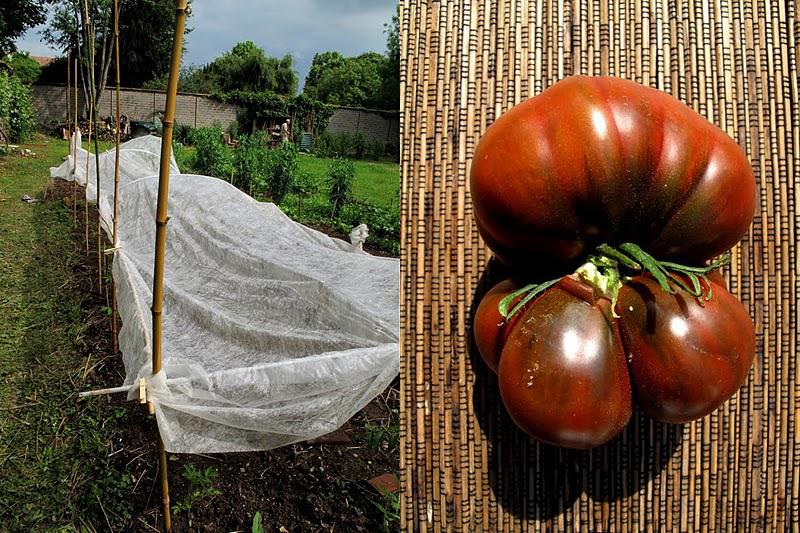 Plantations de tomates