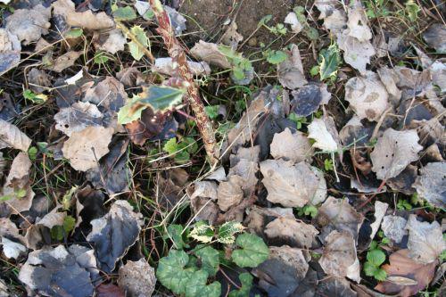 ferox romi 17 janvier 020.jpg