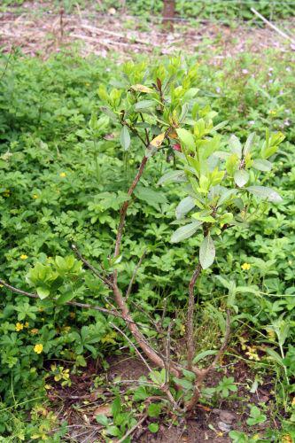 arbutus romi 15 juin 2010 007.jpg