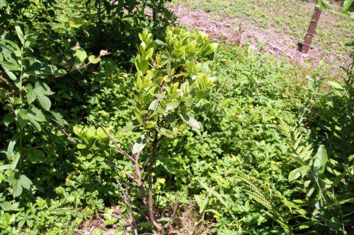 arbutus romi22 juin 2010 029.jpg