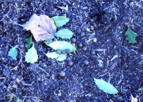 houx mangé crottes romi 17 janvier 015.jpg