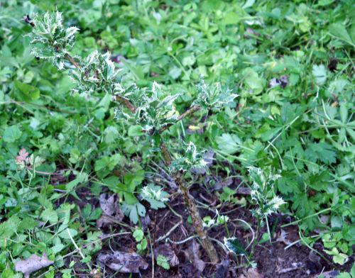 ferox romi22 juin 2010 117.jpg