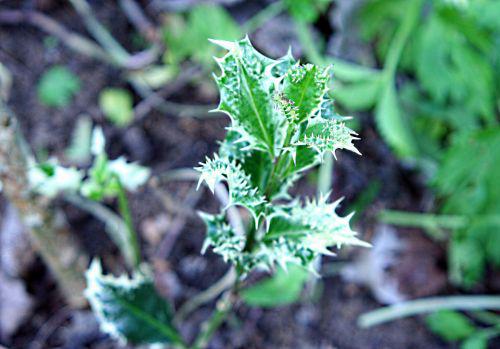 ferox pp romi22 juin 2010 119.jpg