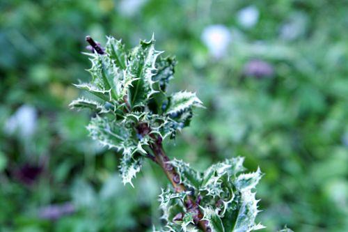 ferox p romi22 juin 2010 121.jpg