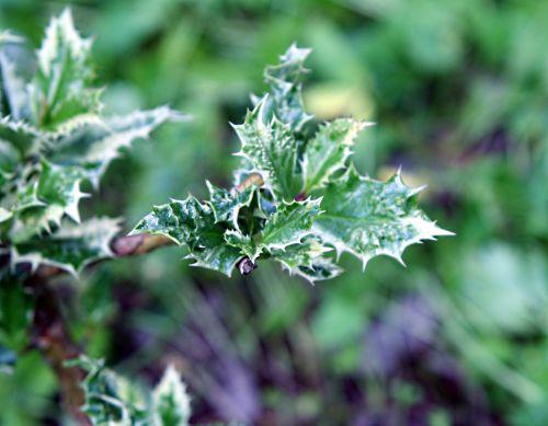 ferox p romi22 juin 2010 120.jpg