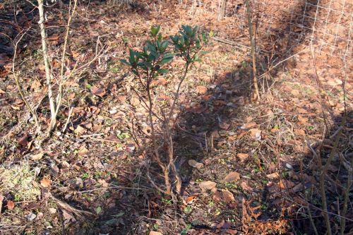 arbutus rongé romi 17 janvier 008.jpg