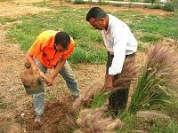 Filets de protection, abricots et papayes dans mon jardin