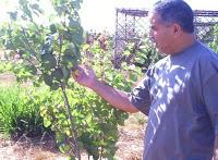 Filets de protection, abricots et papayes dans mon jardin