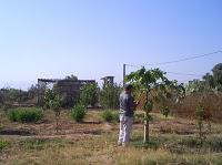 Filets de protection, abricots et papayes dans mon jardin