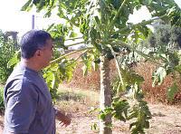 Filets de protection, abricots et papayes dans mon jardin