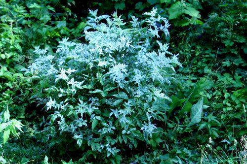 pulvrulenta romi22 juin 2010 113.jpg