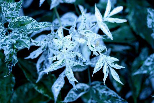 pulverulenta feuilles romi22 juin 2010 148.jpg