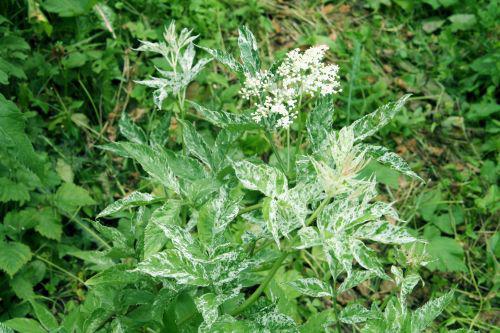 pulverulenta fleurs romi 15 juin 2010 004.jpg