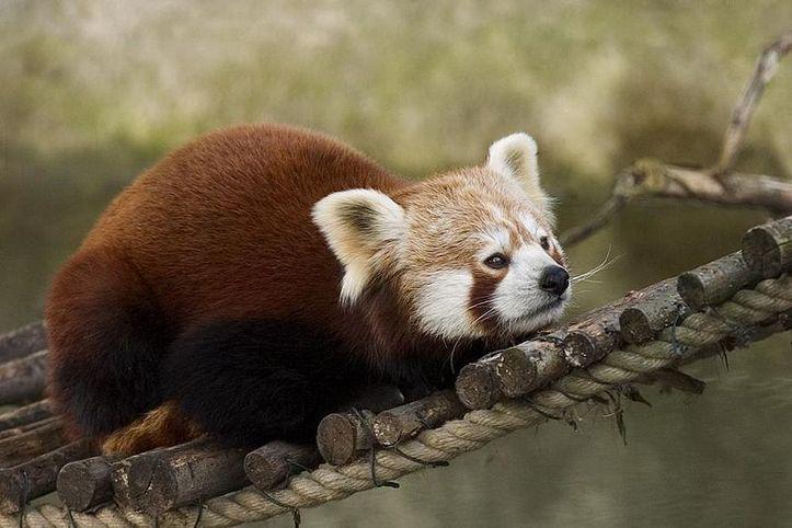 L'IMAGE DU JOUR: Panda rouge