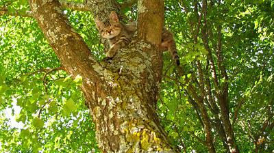 Modestine découvre les arbres, tome 2