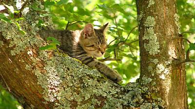Modestine découvre les arbres, tome 2