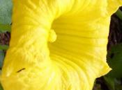 Reproduction sexuée*