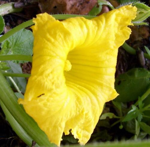 truc avec pollen.jpg