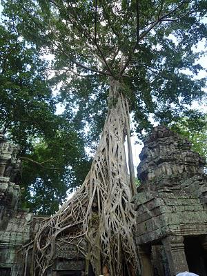 56. Angkor what?