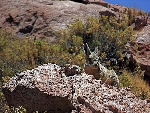 Désert d’Atacama, On a Marché sur la Lune