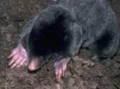 vocabulo’coq taupe