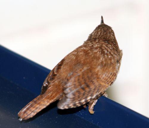 troglo 26 juin 2010 026.jpg