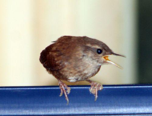 troglo 26 juin 2010 009.jpg