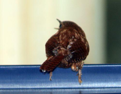 troglo 26 juin 2010 011.jpg