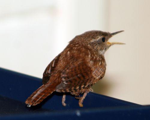 troglo 26 juin 2010 013.jpg