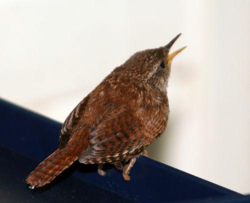 troglo 26 juin 2010 018.jpg