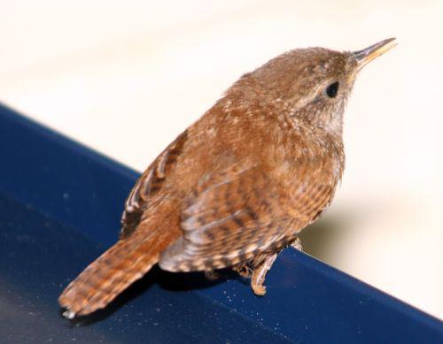 troglo 26 juin 2010 022.jpg