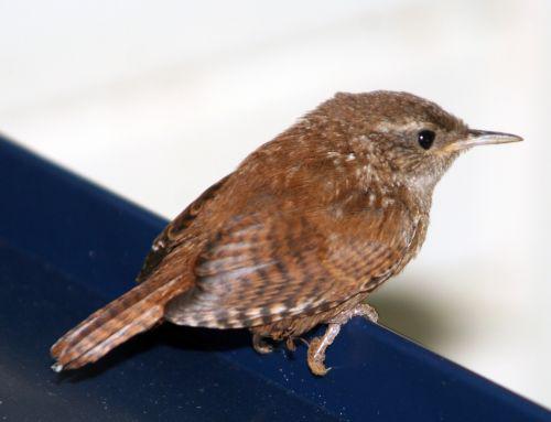 troglo 26 juin 2010 023.jpg