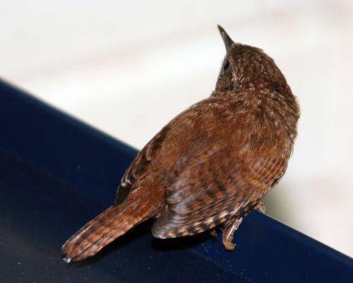 troglo 26 juin 2010 025.jpg