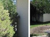 L'arbre cachait maison