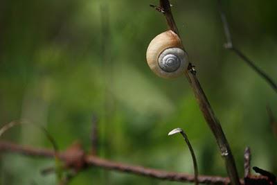 Plateau de Domgermain