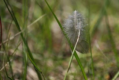 Plateau de Domgermain