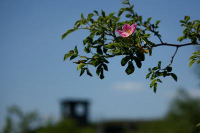 Plateau de Domgermain