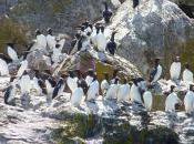 Bébés pingouins