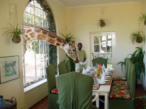 giraffe-manor