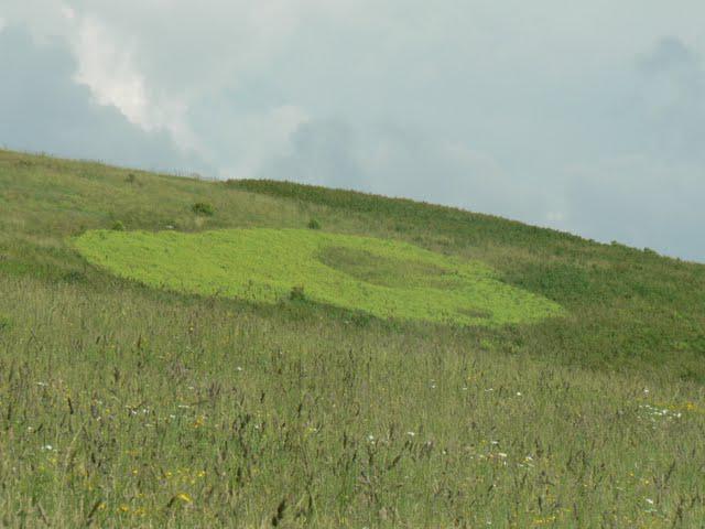 Max Patch