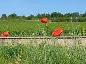 Bourgogne sous quelques-uns plus beaux aspects